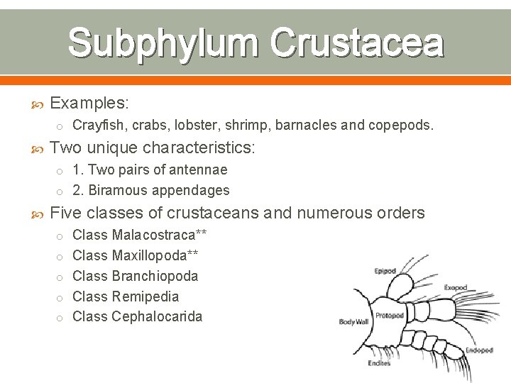 Subphylum Crustacea Examples: o Crayfish, crabs, lobster, shrimp, barnacles and copepods. Two unique characteristics: