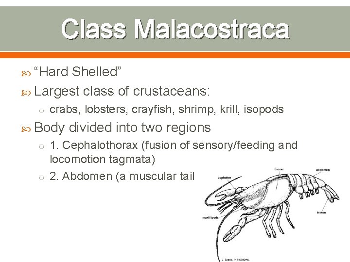Class Malacostraca “Hard Shelled” Largest class of crustaceans: o crabs, lobsters, crayfish, shrimp, krill,