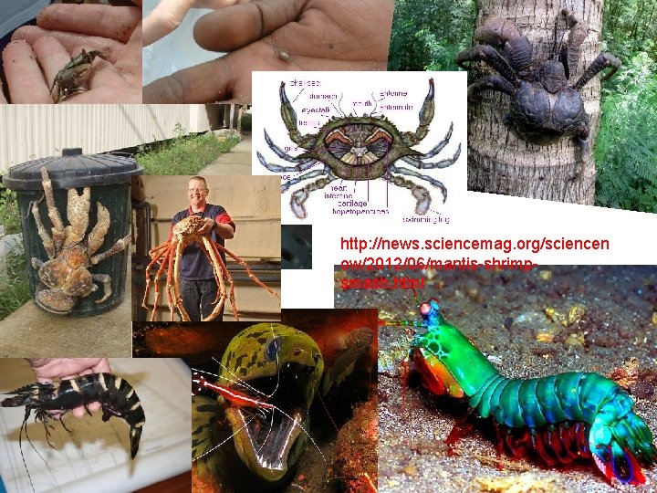 http: //news. sciencemag. org/sciencen ow/2012/06/mantis-shrimpsmash. html 