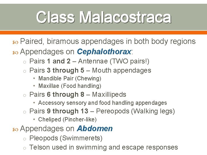 Class Malacostraca Paired, biramous appendages in both body regions Appendages on Cephalothorax: o Pairs