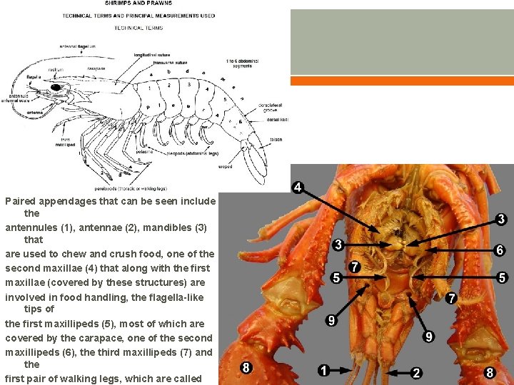 Paired appendages that can be seen include the antennules (1), antennae (2), mandibles (3)