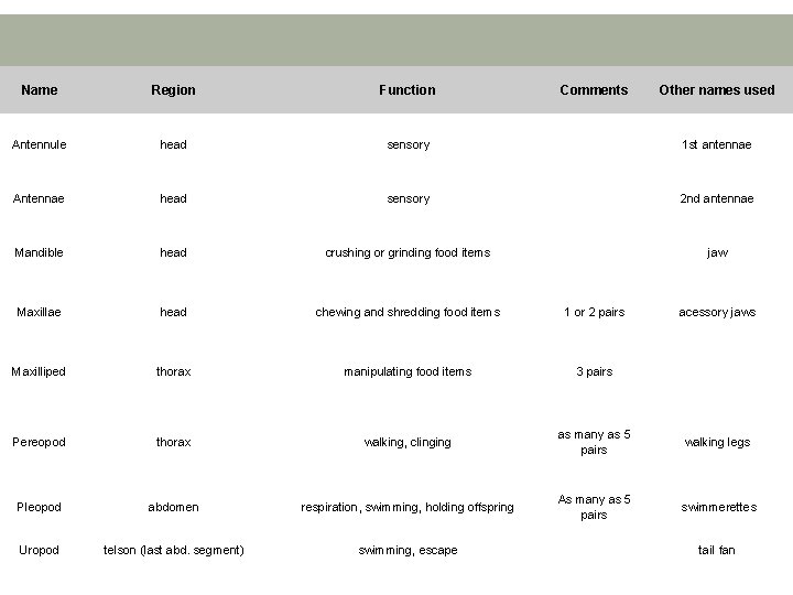 Name Region Function Comments Other names used Antennule head sensory 1 st antennae Antennae