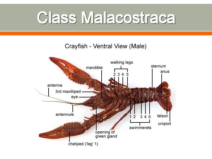 Class Malacostraca 