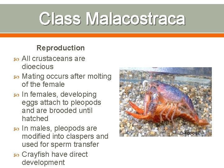 Class Malacostraca Reproduction All crustaceans are dioecious Mating occurs after molting of the female