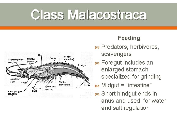 Class Malacostraca Feeding Predators, herbivores, scavengers Foregut includes an enlarged stomach, specialized for grinding