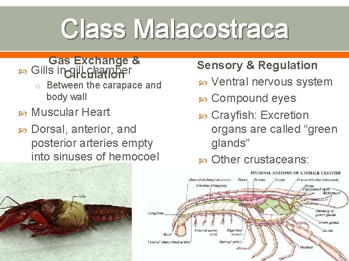 Class Malacostraca Gas Exchange & Gills in. Circulation gill chamber o Between the carapace