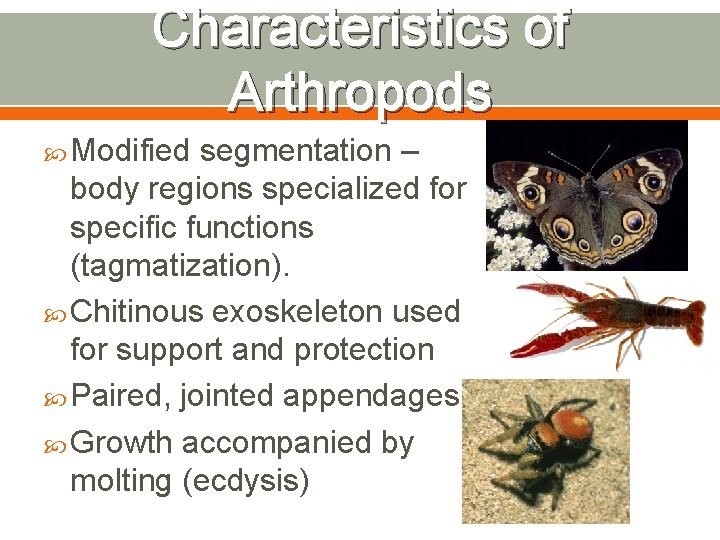 Characteristics of Arthropods Modified segmentation – body regions specialized for specific functions (tagmatization). Chitinous