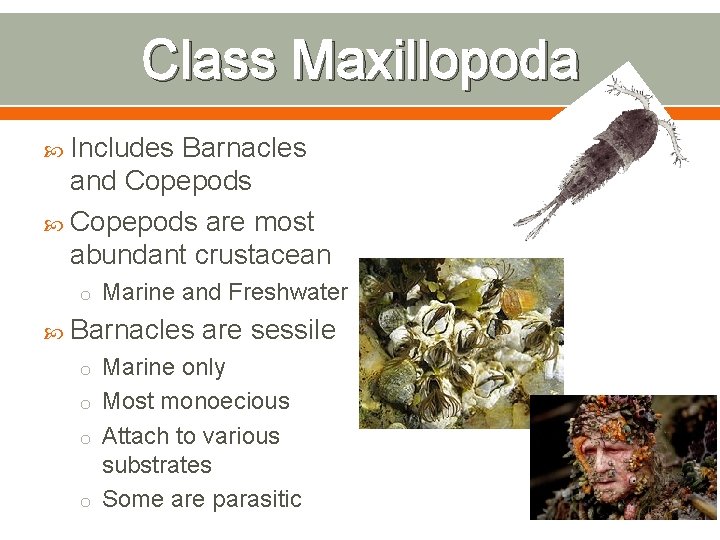 Class Maxillopoda Includes Barnacles and Copepods are most abundant crustacean o Marine and Freshwater