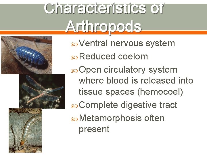 Characteristics of Arthropods Ventral nervous system Reduced coelom Open circulatory system where blood is