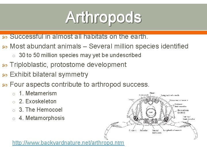Arthropods Successful in almost all habitats on the earth. Most abundant animals – Several