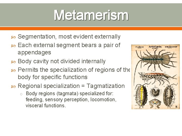 Metamerism Segmentation, most evident externally Each external segment bears a pair of appendages Body