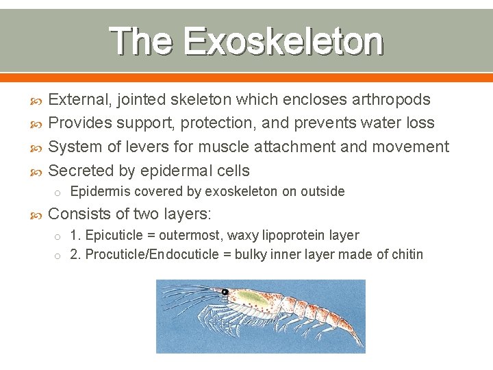 The Exoskeleton External, jointed skeleton which encloses arthropods Provides support, protection, and prevents water
