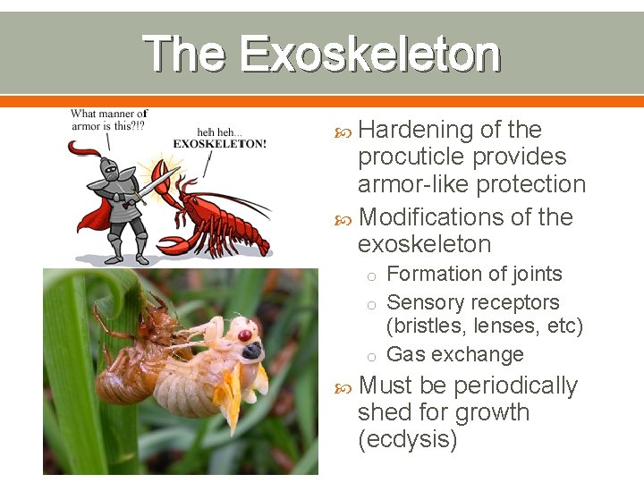 The Exoskeleton Hardening of the procuticle provides armor-like protection Modifications of the exoskeleton o