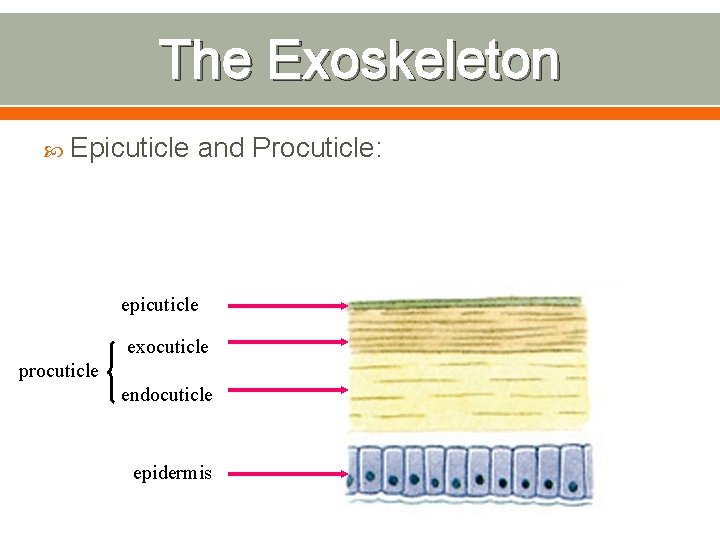 The Exoskeleton Epicuticle and Procuticle: epicuticle exocuticle procuticle endocuticle epidermis 