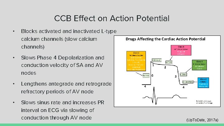 CCB Effect on Action Potential • Blocks activated and inactivated L-type calcium channels (slow