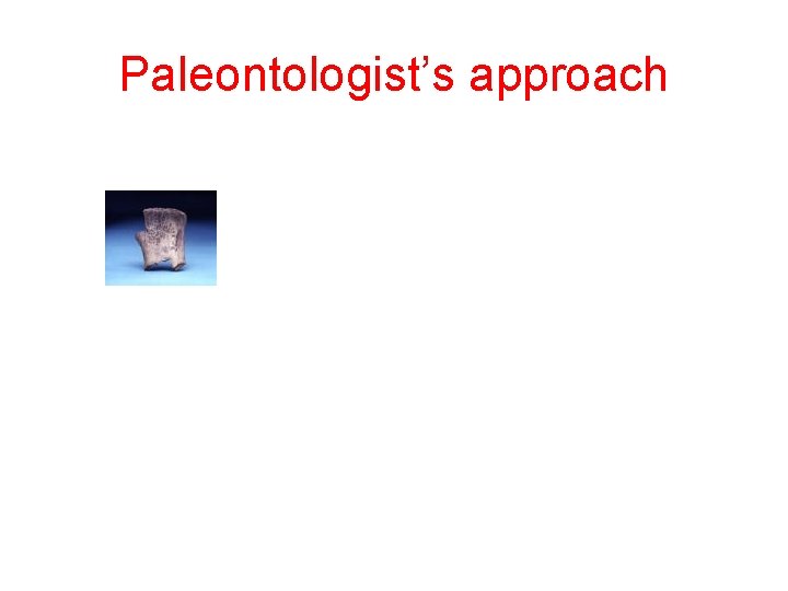 Paleontologist’s approach 