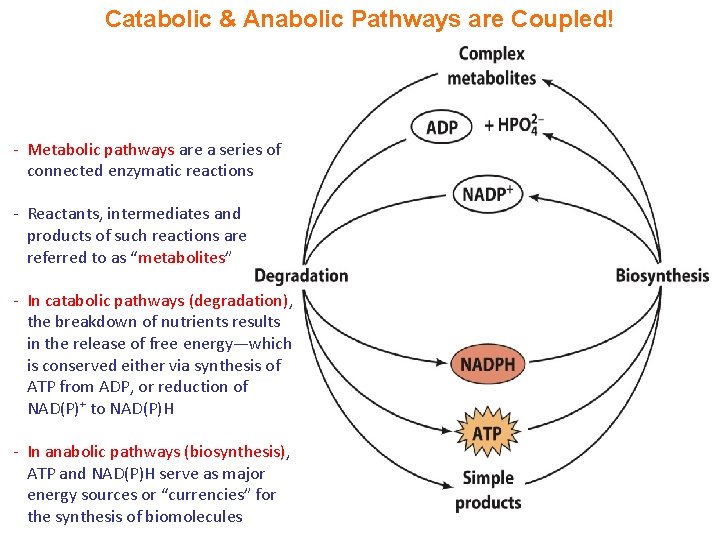 Catabolic & Anabolic Pathways are Coupled! - Metabolic pathways are a series of connected