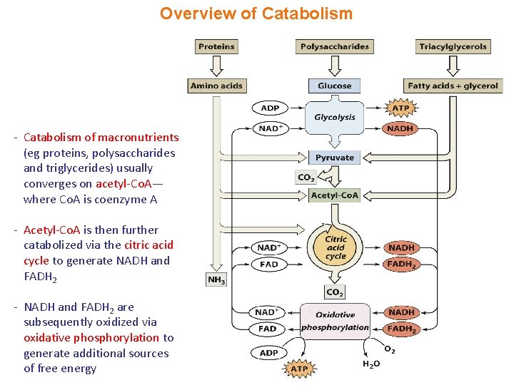 Overview of Catabolism - Catabolism of macronutrients (eg proteins, polysaccharides and triglycerides) usually converges