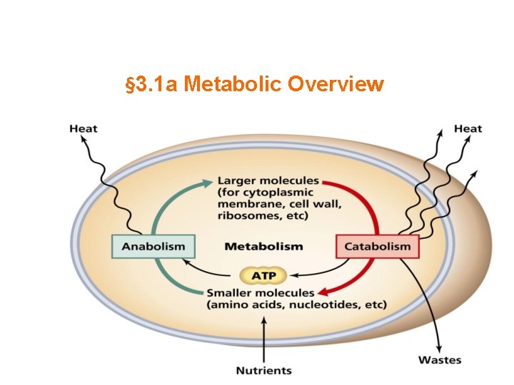 § 3. 1 a Metabolic Overview 