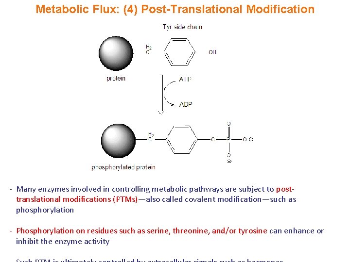 Metabolic Flux: (4) Post-Translational Modification - Many enzymes involved in controlling metabolic pathways are