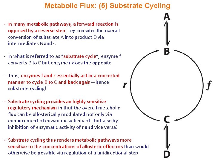 Metabolic Flux: (5) Substrate Cycling - In many metabolic pathways, a forward reaction is