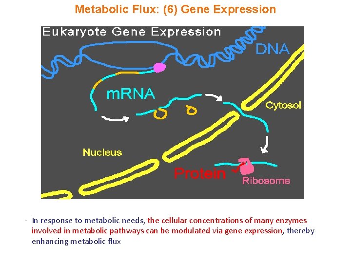 Metabolic Flux: (6) Gene Expression - In response to metabolic needs, the cellular concentrations
