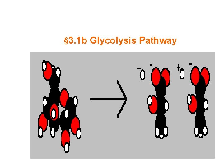 § 3. 1 b Glycolysis Pathway 