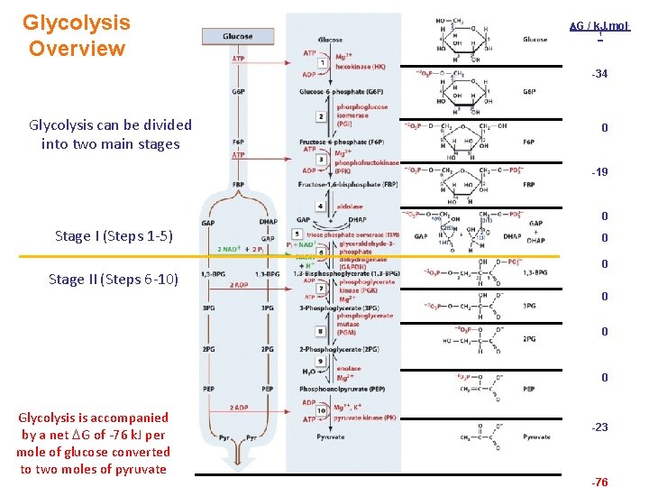 Glycolysis Overview G / k. J. mol 1 -34 Glycolysis can be divided into