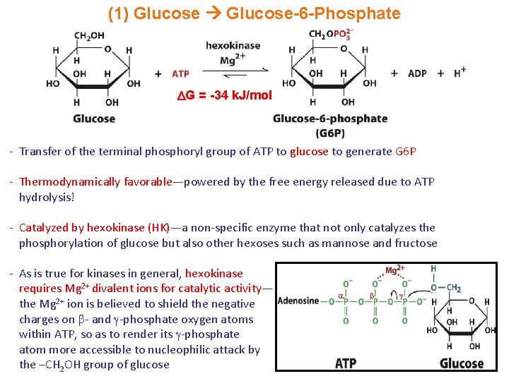 (1) Glucose-6 -Phosphate G = -34 k. J/mol - Transfer of the terminal phosphoryl