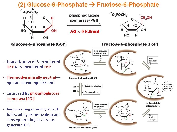 (2) Glucose-6 -Phosphate Fructose-6 -Phosphate G 0 k. J/mol - Isomerization of 6 -membered