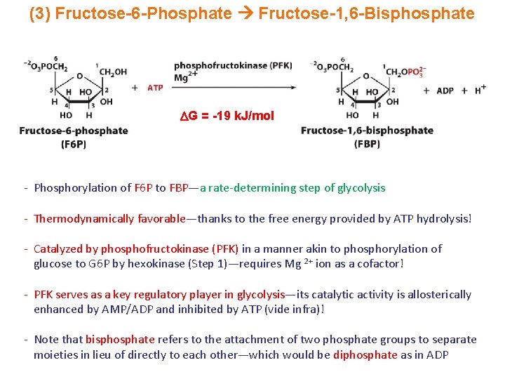 (3) Fructose-6 -Phosphate Fructose-1, 6 -Bisphosphate G = -19 k. J/mol - Phosphorylation of