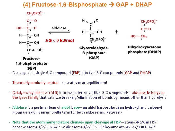 (4) Fructose-1, 6 -Bisphosphate GAP + DHAP + G 0 k. J/mol - Cleavage