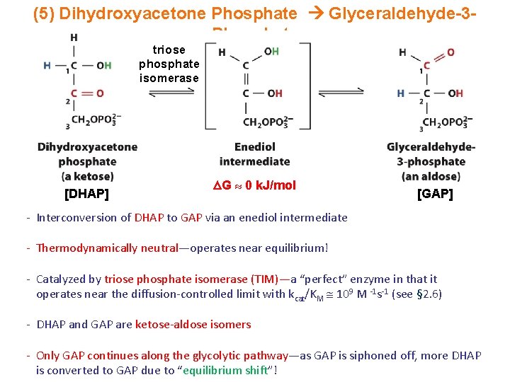 (5) Dihydroxyacetone Phosphate Glyceraldehyde-3 Phosphate triose phosphate isomerase [DHAP] G 0 k. J/mol [GAP]