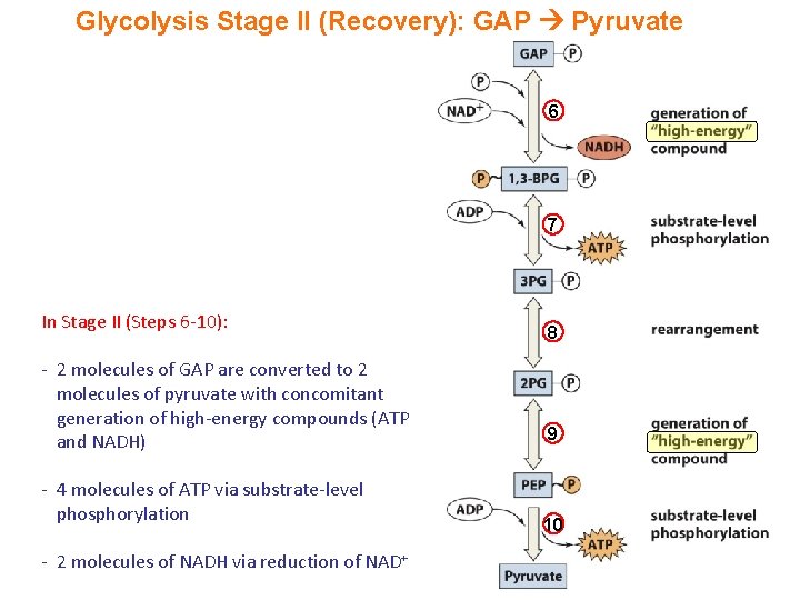 Glycolysis Stage II (Recovery): GAP Pyruvate 6 7 In Stage II (Steps 6 -10):