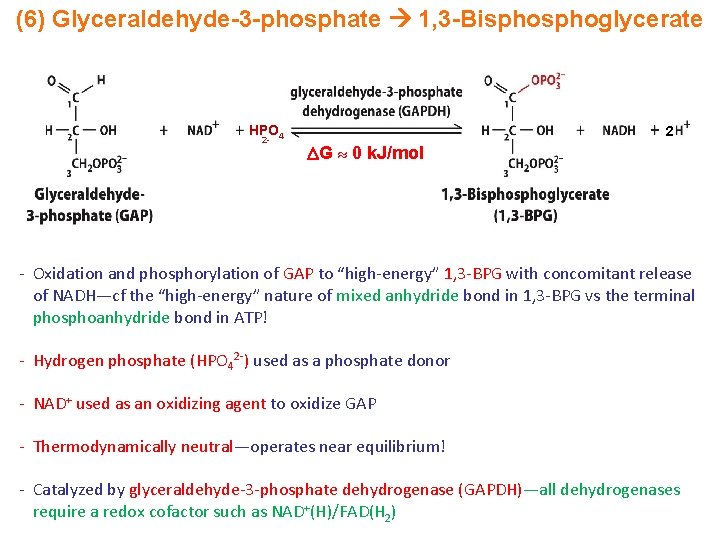 (6) Glyceraldehyde-3 -phosphate 1, 3 -Bisphoglycerate HPO 4 2 - 2 G 0 k.