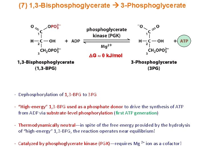 (7) 1, 3 -Bisphoglycerate 3 -Phosphoglycerate G 0 k. J/mol - Dephosphorylation of 1,