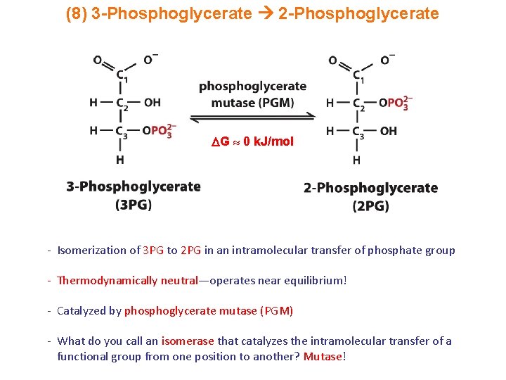 (8) 3 -Phosphoglycerate 2 -Phosphoglycerate G 0 k. J/mol - Isomerization of 3 PG