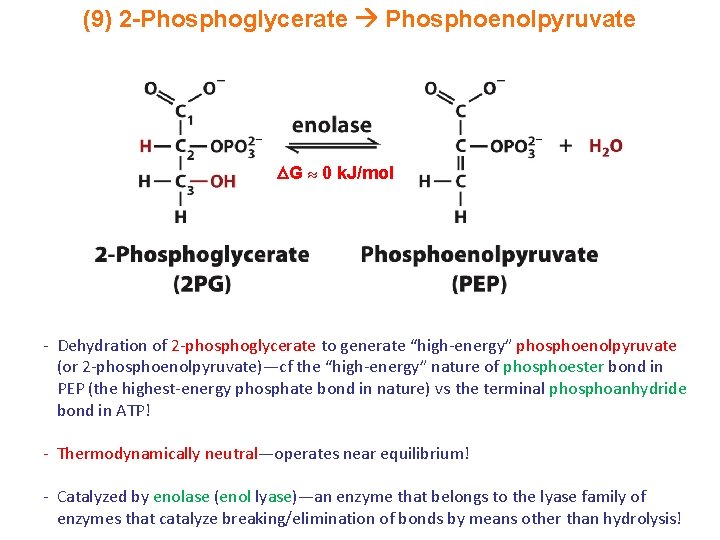 (9) 2 -Phosphoglycerate Phosphoenolpyruvate G 0 k. J/mol - Dehydration of 2 -phosphoglycerate to
