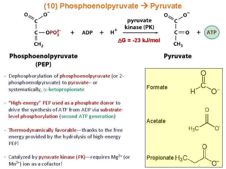 (10) Phosphoenolpyruvate Pyruvate G = -23 k. J/mol - Dephosphorylation of phosphoenolpyruvate (or 2