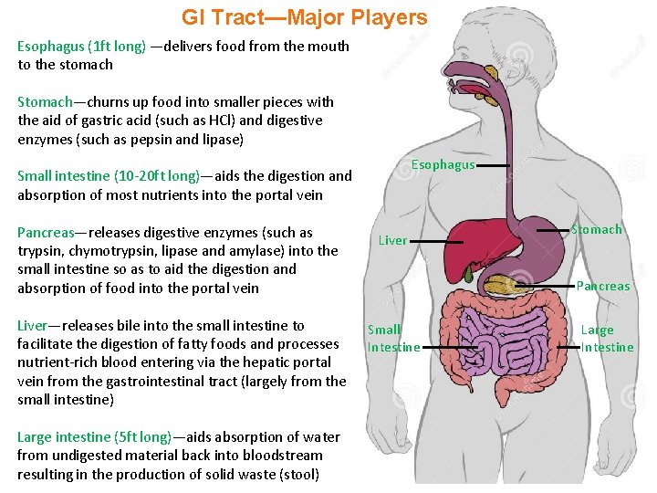 GI Tract—Major Players Esophagus (1 ft long) —delivers food from the mouth to the