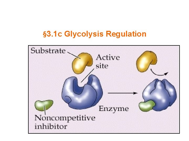 § 3. 1 c Glycolysis Regulation 