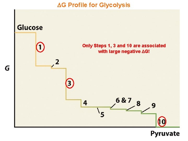  G Profile for Glycolysis Only Steps 1, 3 and 10 are associated with