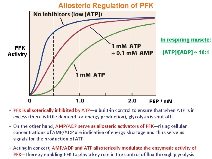 Allosteric Regulation of PFK In respiring muscle: PFK Activity [ATP]/[ADP] ~ 10: 1 F