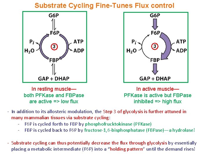 Substrate Cycling Fine-Tunes Flux control 3 In resting muscle— both PFKase and FBPase are