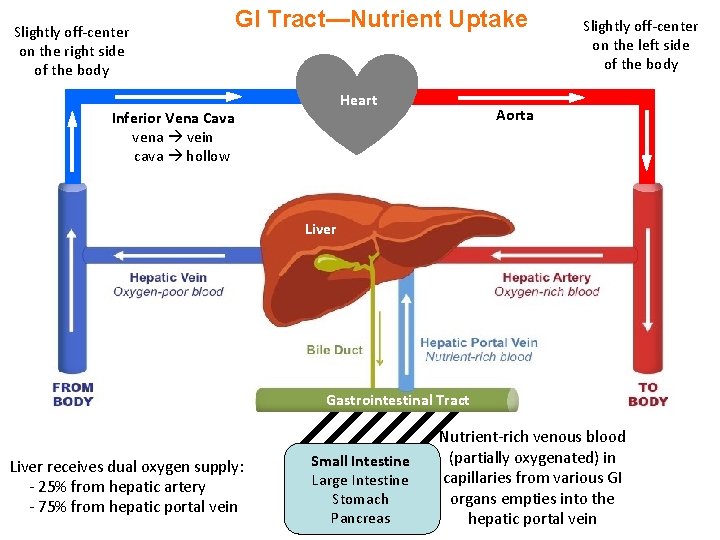 Slightly off-center on the right side of the body GI Tract—Nutrient Uptake Heart Inferior