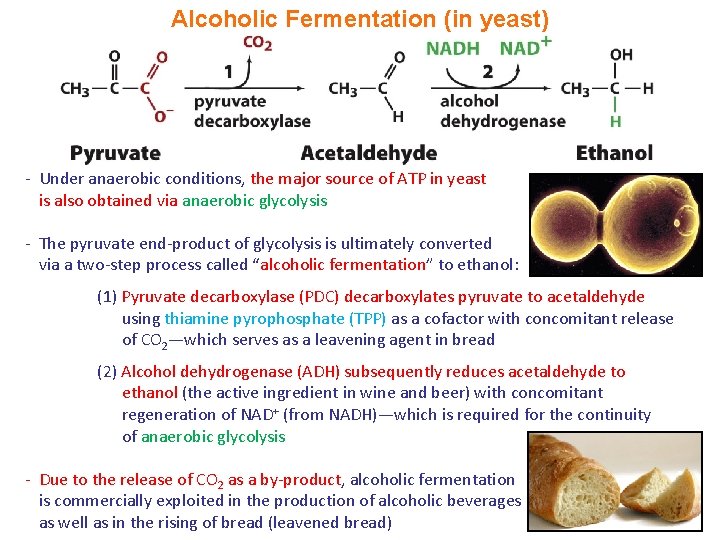 Alcoholic Fermentation (in yeast) - Under anaerobic conditions, the major source of ATP in