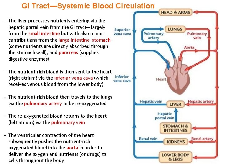 GI Tract—Systemic Blood Circulation - The liver processes nutrients entering via the hepatic portal