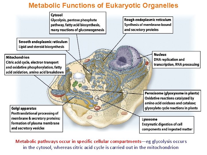 Metabolic Functions of Eukaryotic Organelles Metabolic pathways occur in specific cellular compartments—eg glycolysis occurs