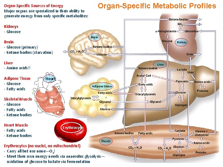 Organ-Specific Sources of Energy Major organs are specialized in their ability to generate energy