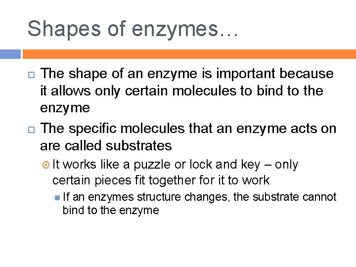 Shapes of enzymes… The shape of an enzyme is important because it allows only